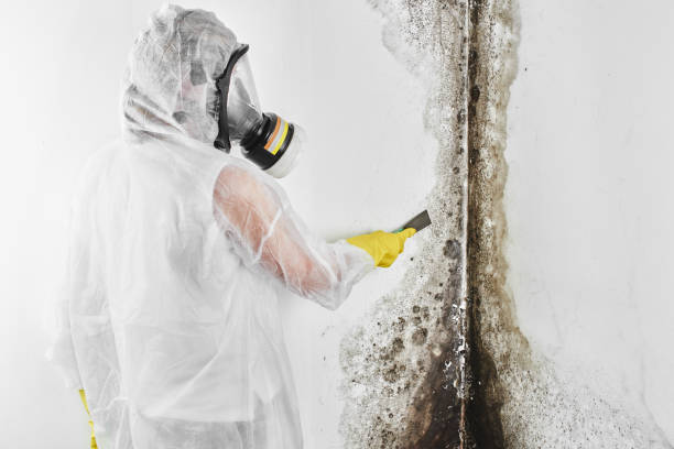 Best Affordable Mold Removal  in Clear Lake, WA