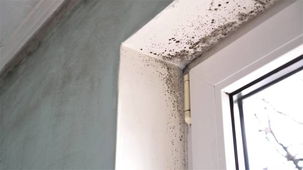 Best Crawl Space Mold Removal  in Clear Lake, WA