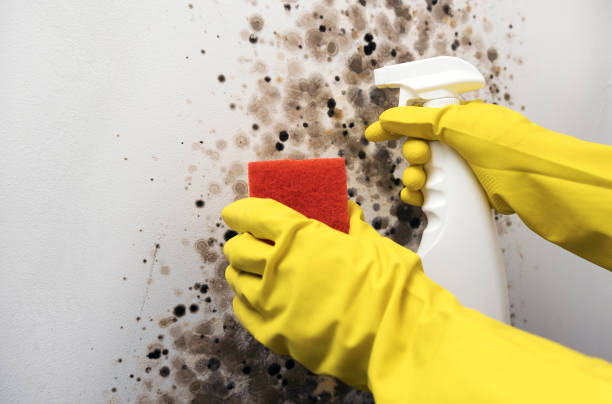 Professional Mold Removal in Clear Lake, WA