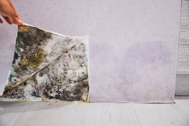 Best Mold Removal Company Near Me  in Clear Lake, WA